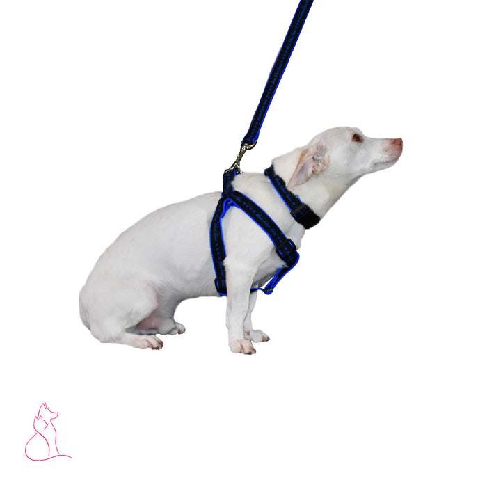 Blue Stars Dog Harness (Black)