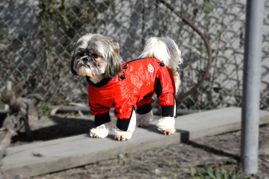 Classy Dog Body Suit